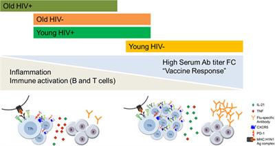 Frontiers | T Follicular Helper Cells And B Cell Dysfunction In Aging ...